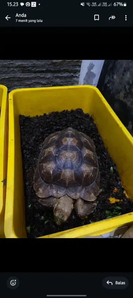 Sulcata 3 ekor borongan