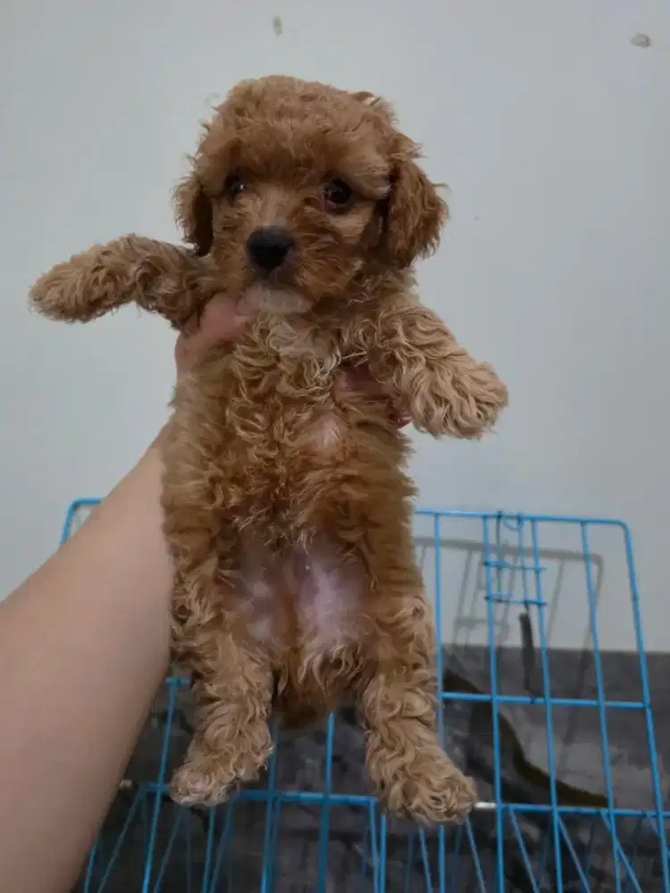 Doggy puppy poodle