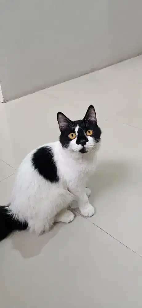 KUCING PERSIA BETINA