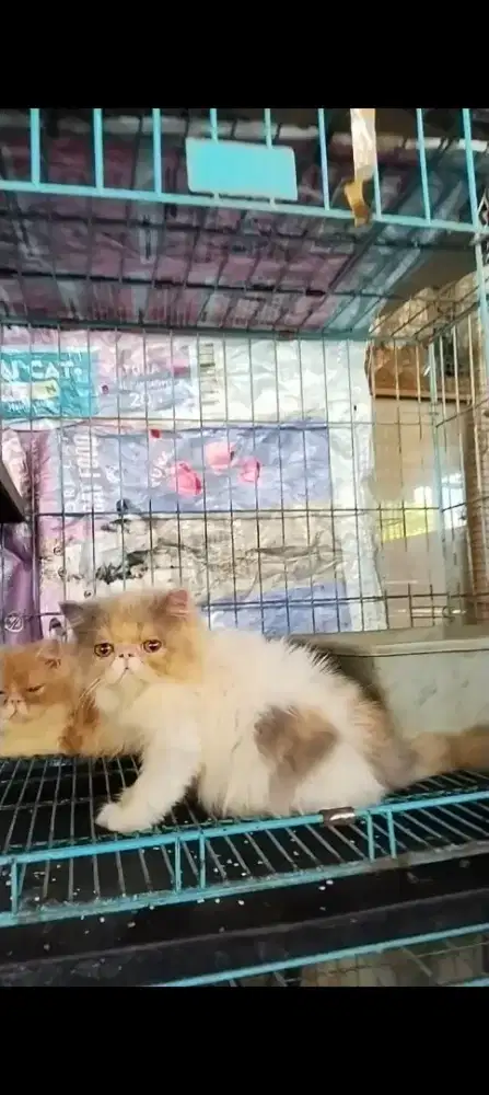 Kitten peaknose betina dilute calico