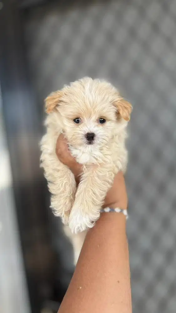 Poodle shihtzu pomapoo jantan betina