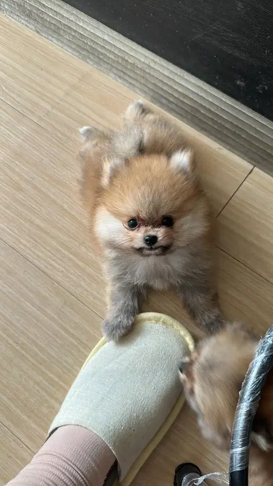 Jual anjing mini pom pomeranian betina