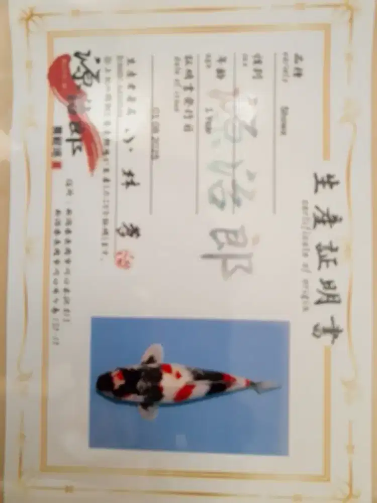 Ikan koi jenis SHOWA 42cm import sertifikat