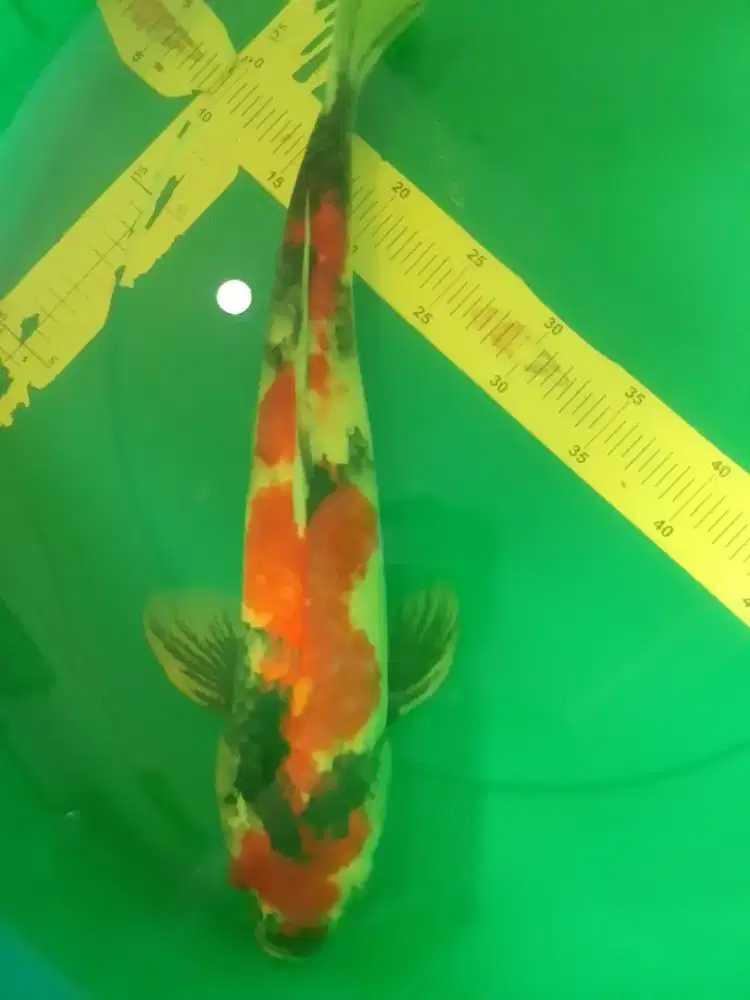 Ikan koi jenis SHOWA 44cm male
