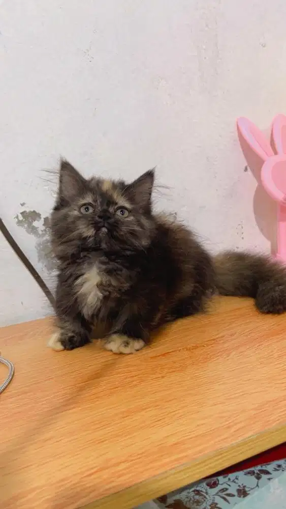 kitten munchkin betina tortie