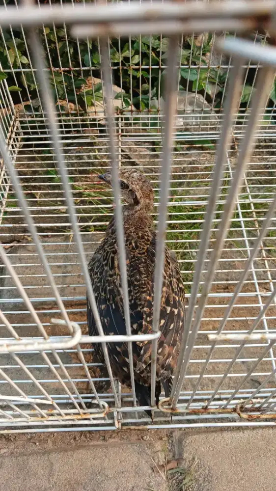 Ayam Hutan Hijau