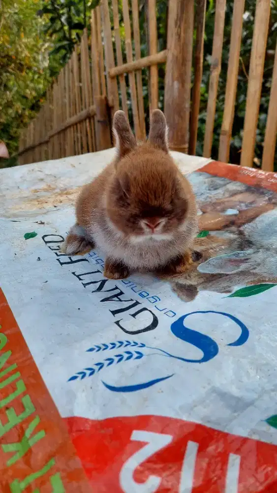 Kelinci Netherland dwarf