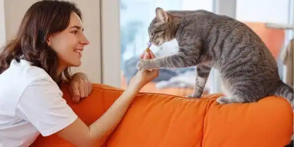 CAT SITTER/PERAWAT KUCING