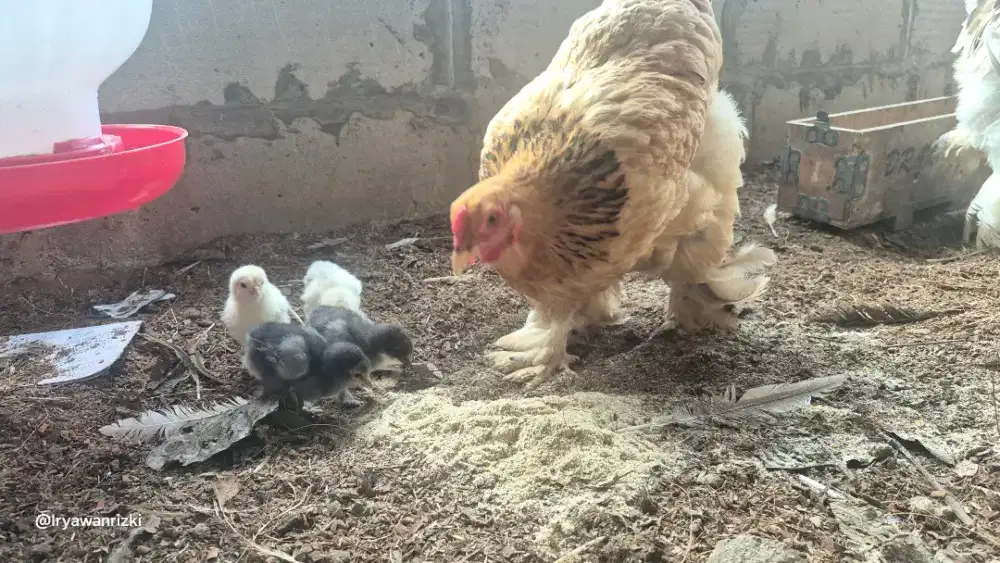 Ayam Brahma anakan dan indukan