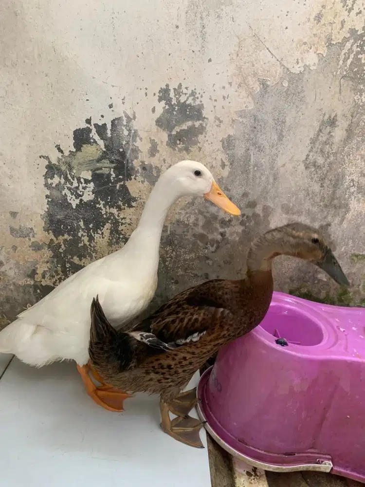 BEBEK BERSIH COKLAT DAN PUTIH