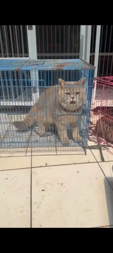 Kucing BSH Scottish straight