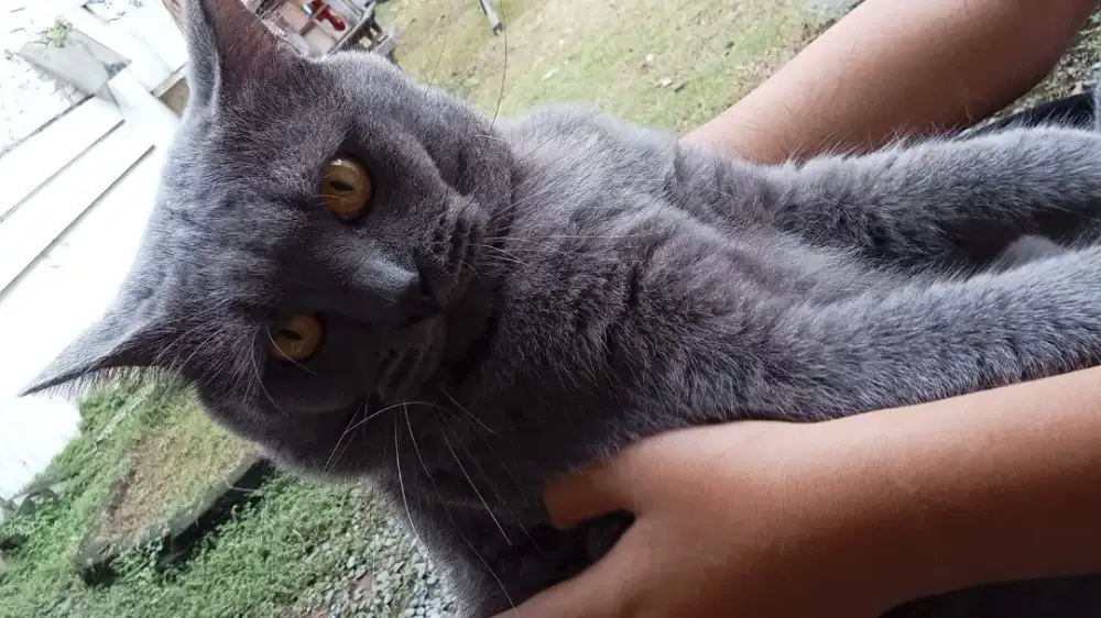 Kucing BSH beserta kandang