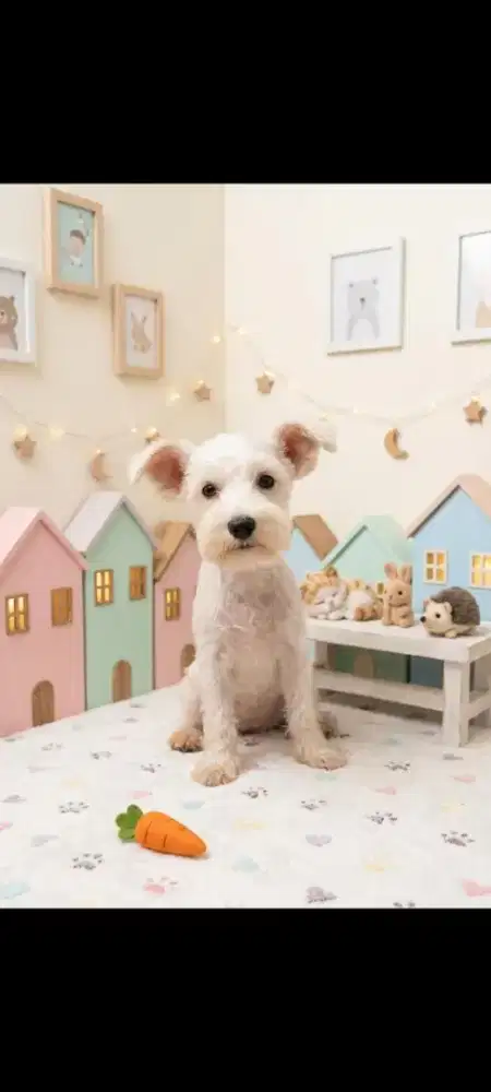 Anjing mini schnauzer