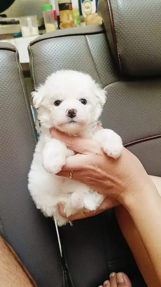 Bichon Frise lucu gemoy
