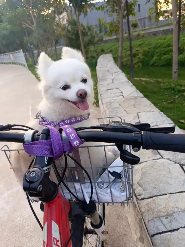 Anjing pom betina