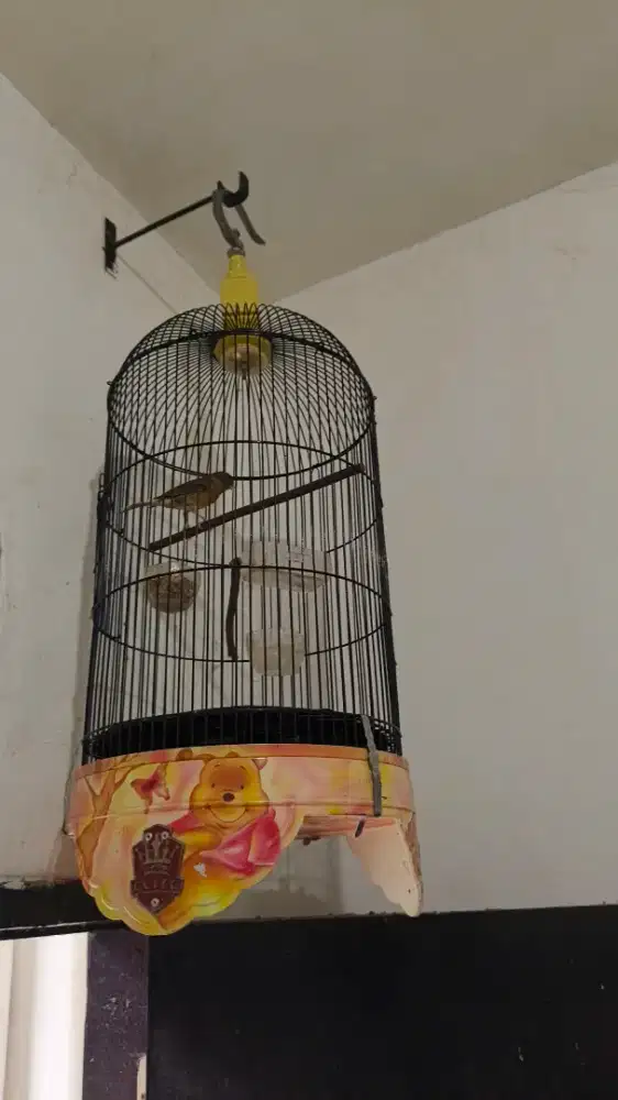 Burung kenari AF betina burjaa