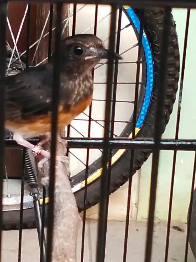 BURUNG MURAI BATU TROTOL