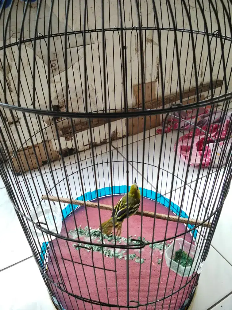 BURUNG CIPOW/SIRTU