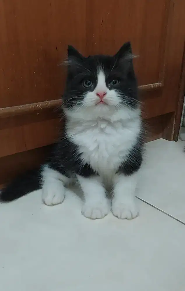 Kucing british shorthair mix ragdoll kitten bsh mix ragdoll