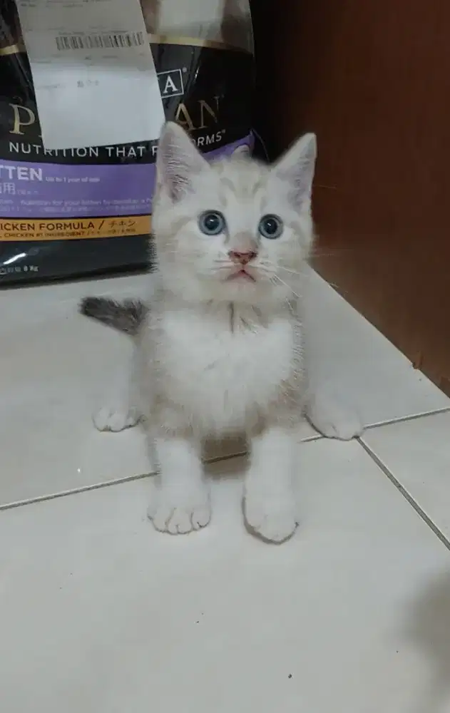 Kucing bsh mix ragdoll kitten british shorthair mix ragdoll