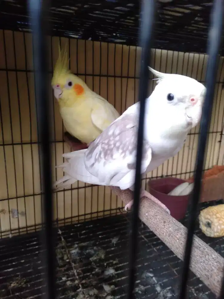 Burung falk Australia