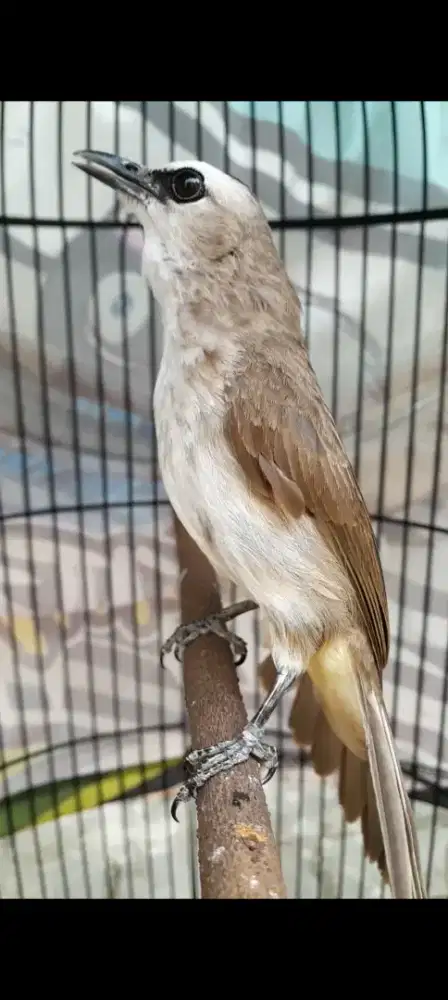 BURUNG TRUKCUK ROPEL GACOR ROPEL PAGI SIANG SORE
