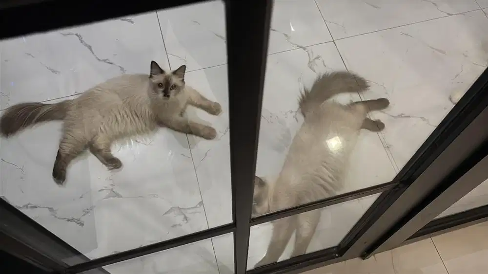 KUCING PERSIA HIMALAYA BETINA