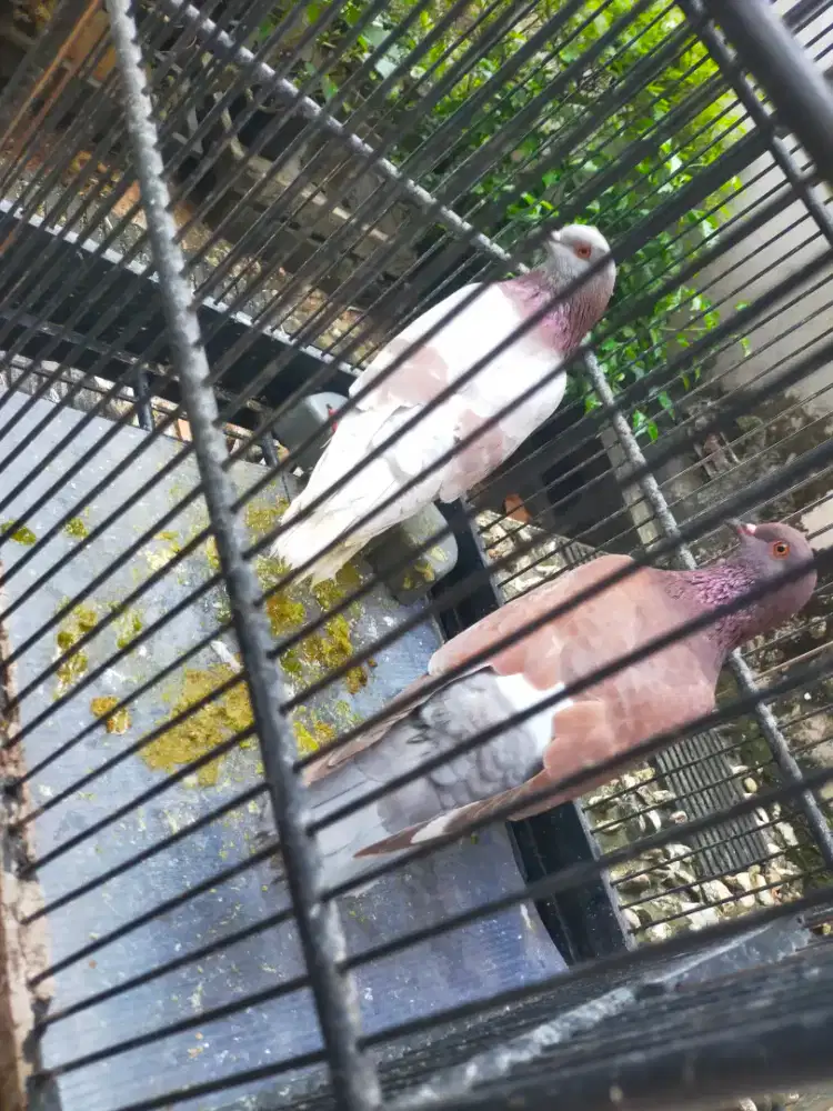 Sepasang burung merpati spek