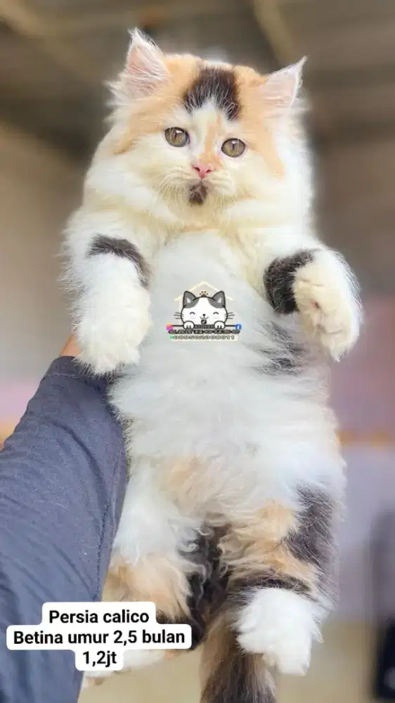 Kucing Persia peaknose Munchkin flatnose lucu lucu