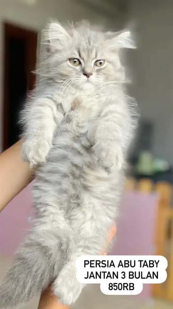 Kucing Persia peaknose Munchkin flatnose luucu lucu