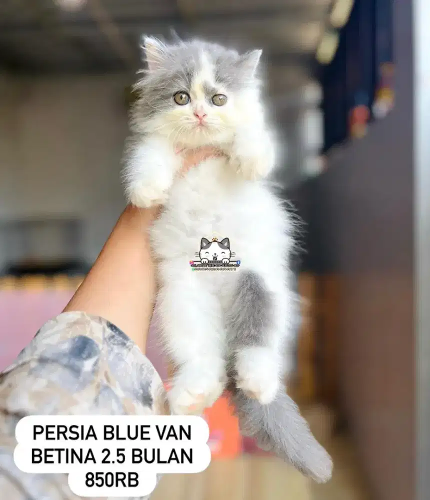 Kucing Persia peaknose Munchkin flatnose lucuu lucu