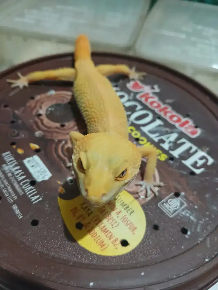 Reptil sehat josjis