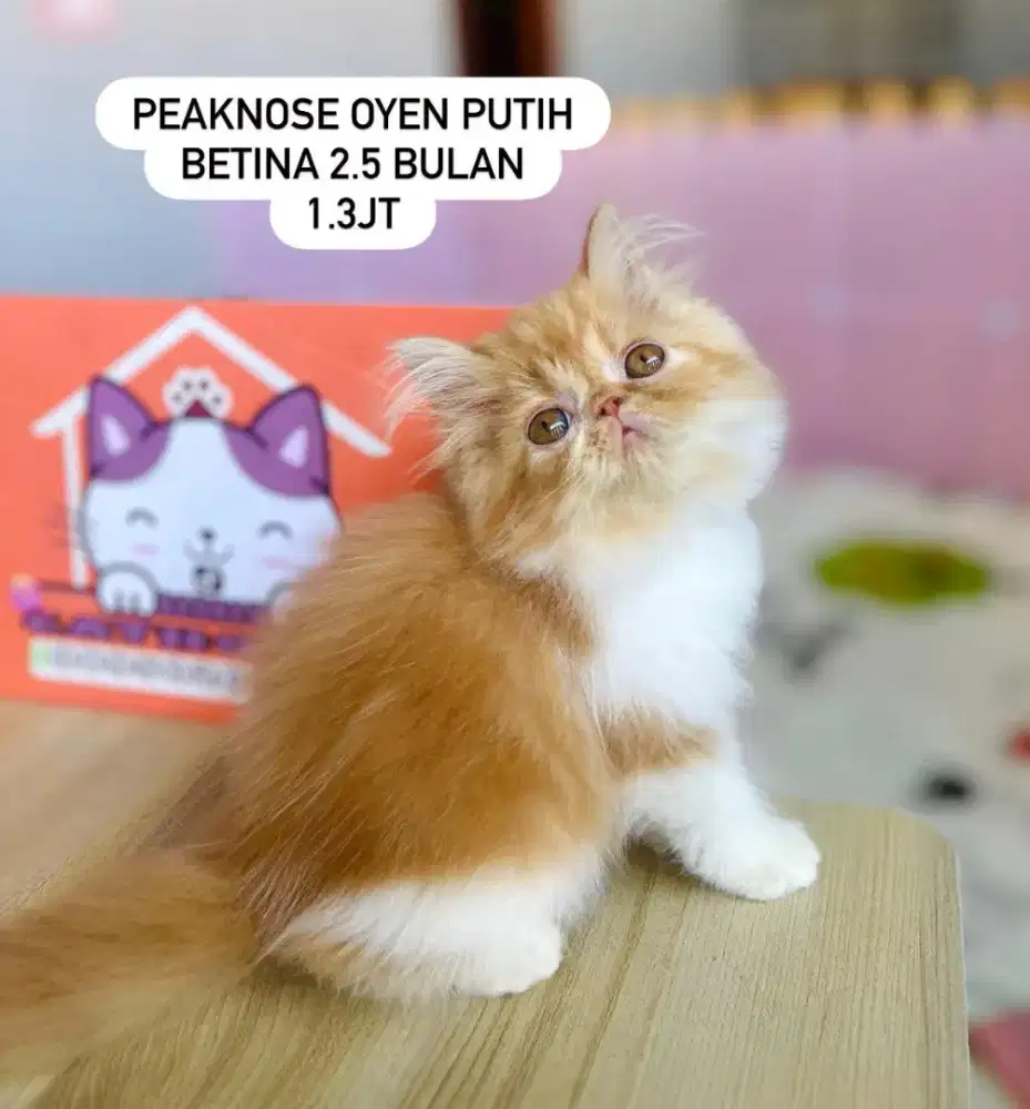 Kucing Persia peaknose Munchkin flatnose lucu llucu