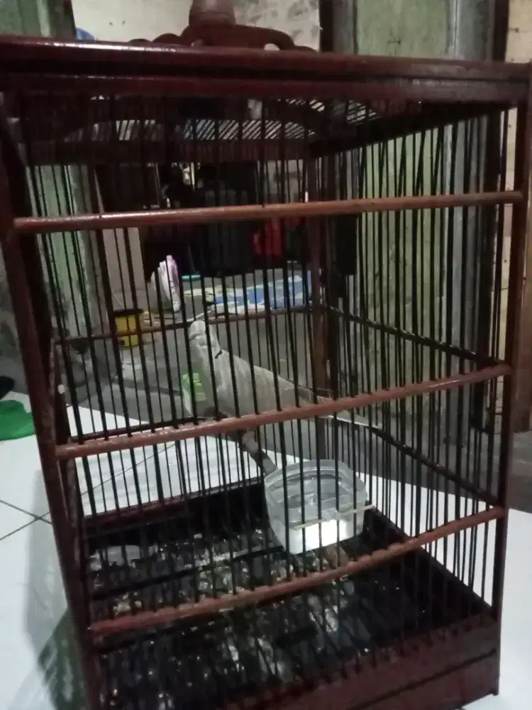 Jual burung puter pelung gacor