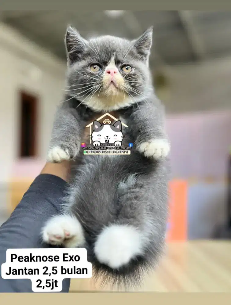 Kucing Persia peaknose Munchkin flatnose lucu luucu