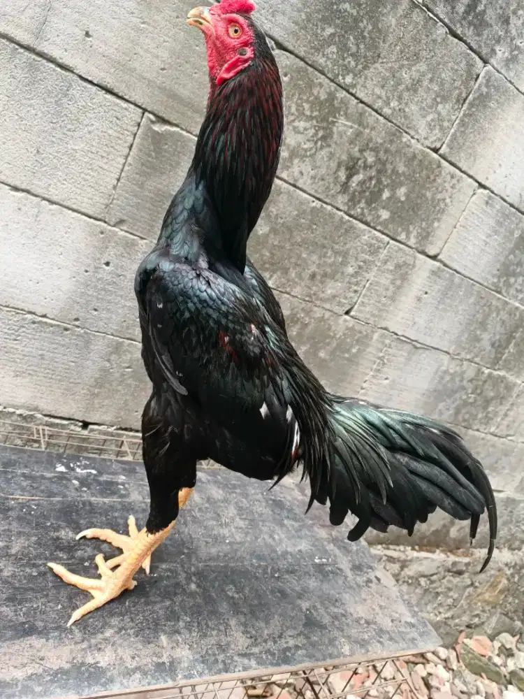 Dijual ayam bangkok