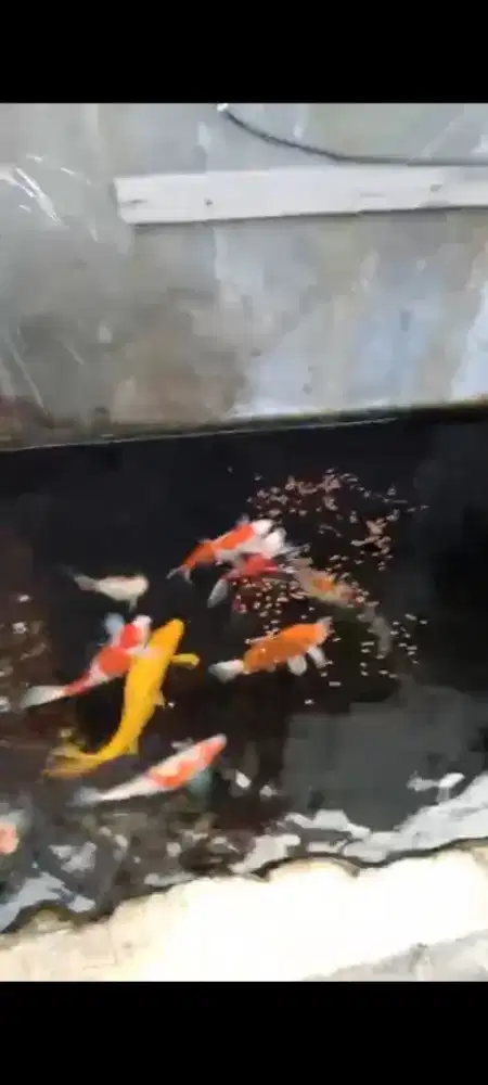 DiJual Ikan koi...