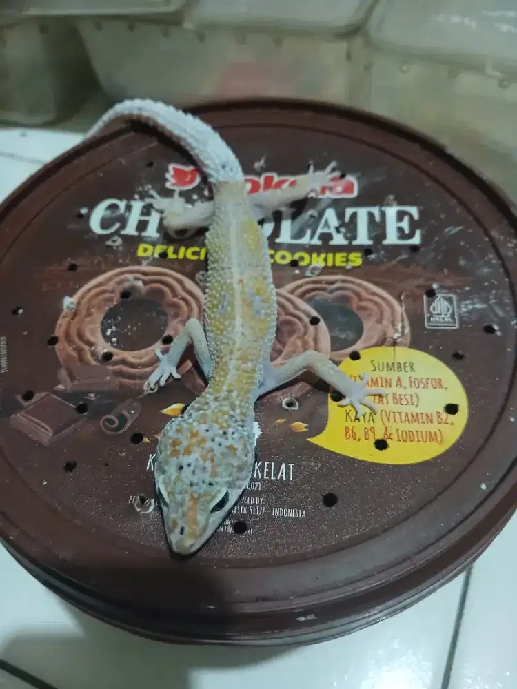 Jual cepat geko