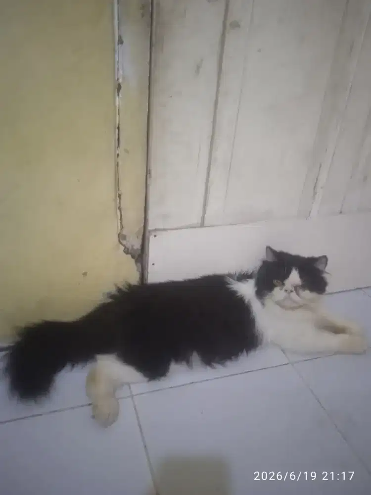 Persia peaknose jantan umur 8 bln