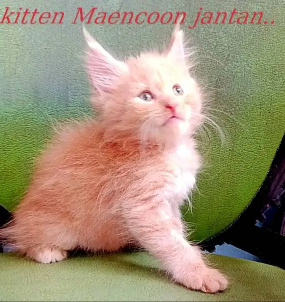 Kitten MAENCOON