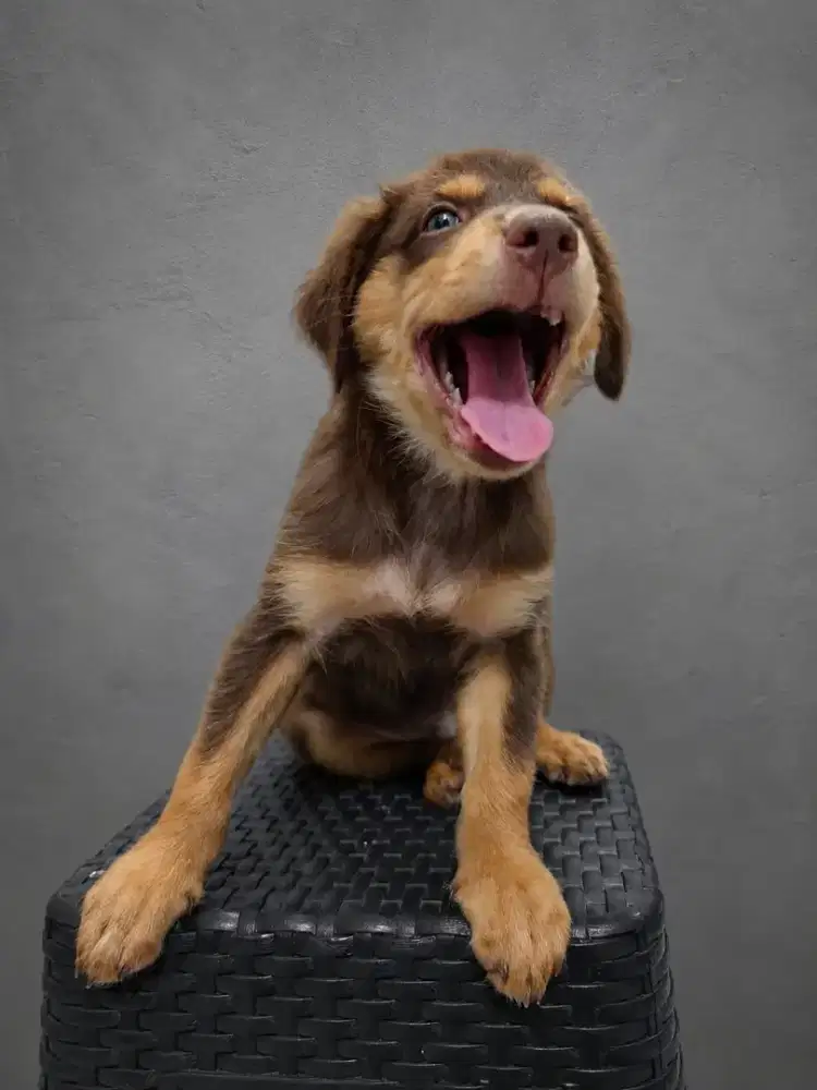 anak anjing umur 2 bulan kurang, unik tidak ada buntut dari lahir,