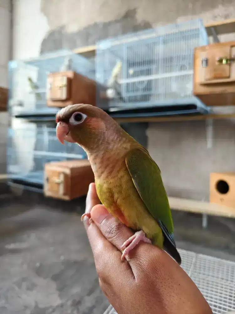 Burung cinamon conure
