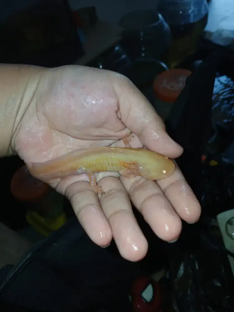 Ikan Axsolodt gold