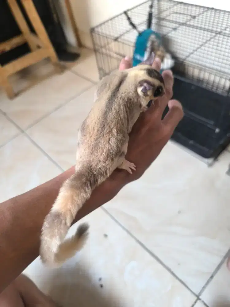 Sugar glider jantan usia 8 bulan up