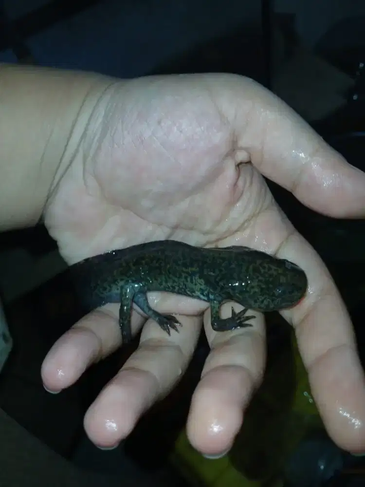 Ikan axsolodt green