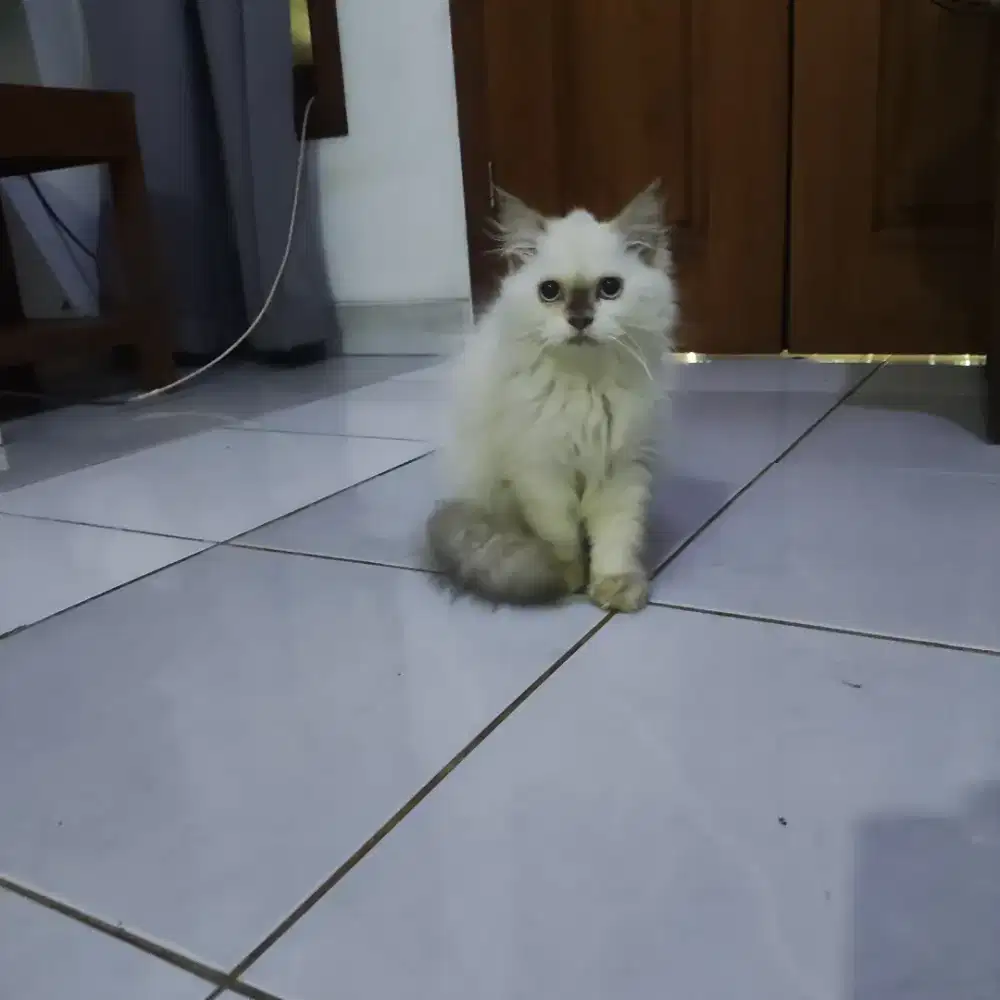 Kucing Persia | kucing ragdoll | kucing BSH | kucing anggora