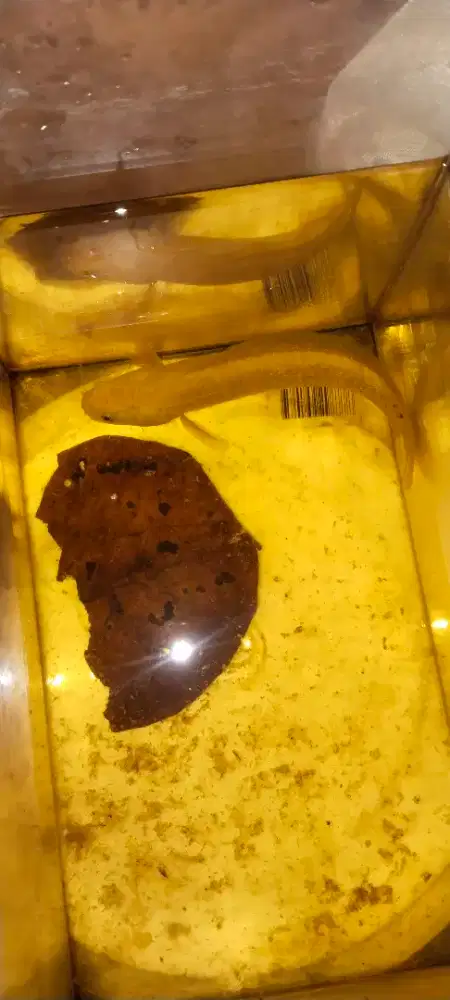 Di jual chana asiatika Kalimaya