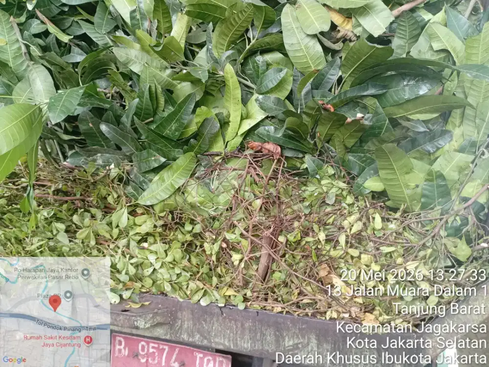 Jasa pemangkasan pohon atau tebang