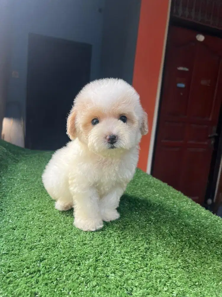 Party Fawn Tiny Poodle Stambum