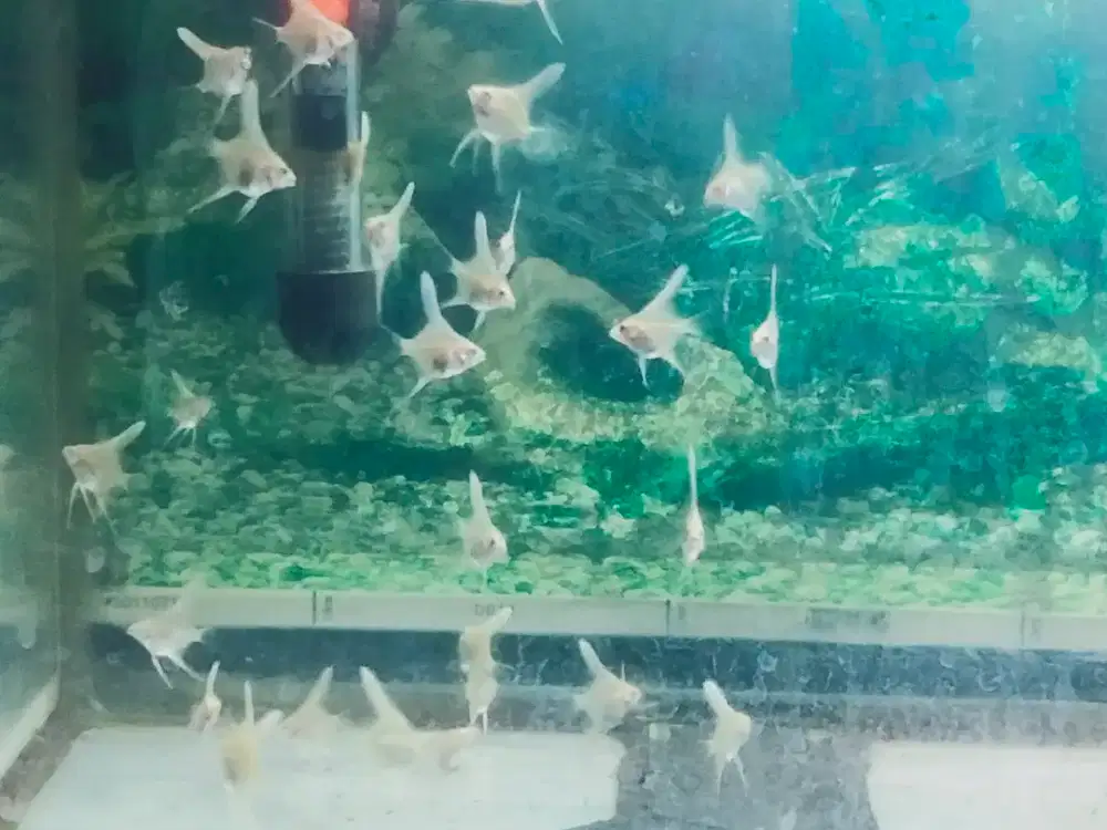 Ikan Manfish Golden Mata Hitam Kulit Jeruk